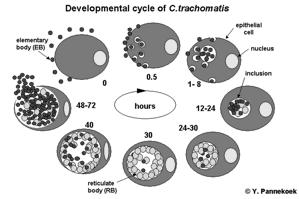 Chlamydia Chlamydia trachomatis Obligate intracellular bacterium Most common notifiable disease Disease Cervicitis, urethritis, proctitis Many asymptomatic PID Demographics Blacks; American Indians &