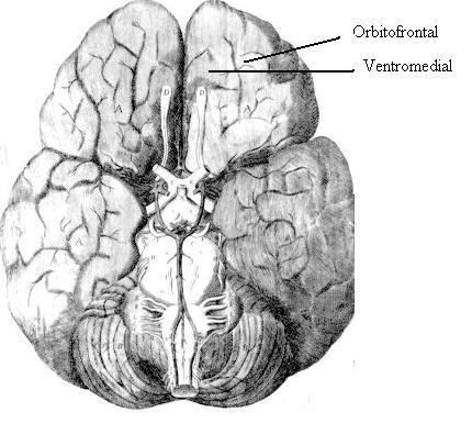 interpreting fear producing stimuli and in regulating or inhibiting fear responses in non threatening contexts. Figure 2: Ventral view of human brain.