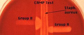 CAMP test Principle: Group B streptococci produce extracellular protein (CAMP factor) CAMP act synergistically with staph.