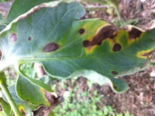 Control of early blight and bacterial spot,