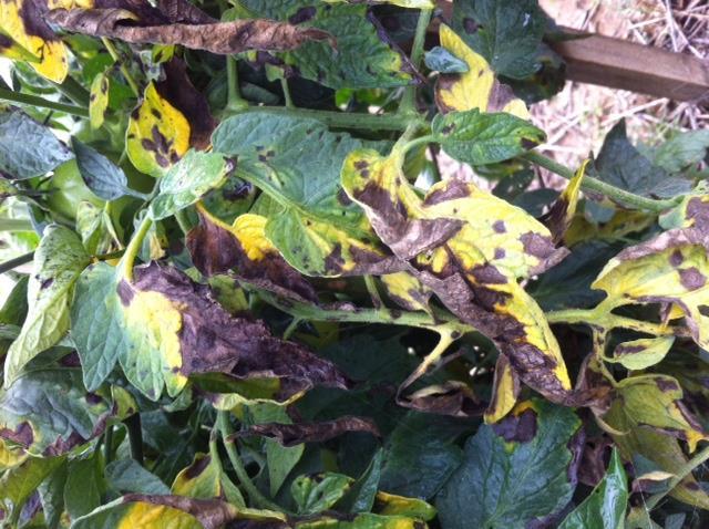 Early blight drives the tomato spray program, which