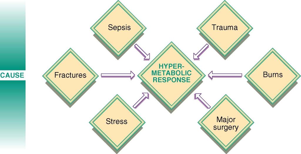 Hypermetabolic Response to Stress- Causes Mahan LK, Escott-Stump S: Krause s food, nutrition, & diet therapy, ed