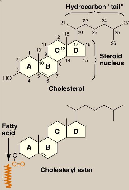 Unit IV Problem 3 Biochemistry: Cholesterol Metabolism and Lipoproteins - Cholesterol: It is a sterol which is found in all eukaryotic cells and contains an oxygen (as a hydroxyl group OH) on Carbon