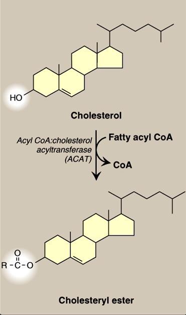 Regulation of cholesterol synthesis: HMG CoA reductase: Short-term regulation: HMG CoA reductase is inhibited by phosphrylation (adding phosphate) which is catalyzed by AMP-kinase.