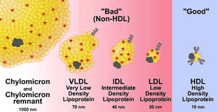 - Lipoproteins: They are cluster of proteins and lipids which transport lipids in the blood. All lipoproteins are composed of: Core of lipids: apolar lipids (triacyglycerols and cholesteryl esters).