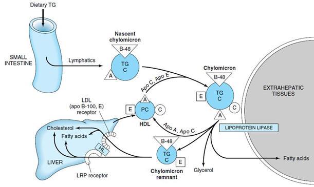 Metabolism of VLDL: Function: transports endogenous products to adipose tissues and muscles.
