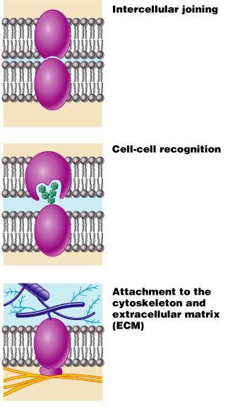 Functions of Membrane Proteins Intercellular adhesion Cell-cell