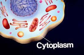 Diffusion Through Cell Boundaries Measuring Concentration The cytoplasm of a cell contains a solution of many different