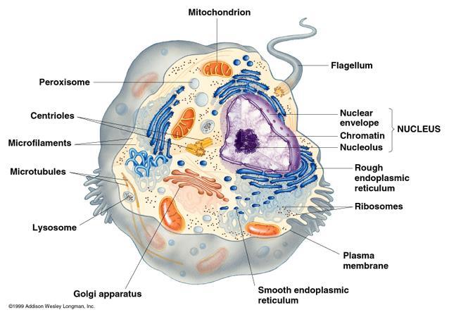 The Plasma Membrane: Cell Membrane Regulates what enters and leaves