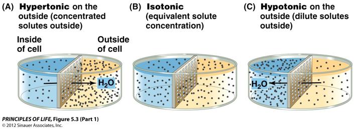 Concentration of water Direction of osmosis (diffusion of water) is determined by difference in solute concentration in and