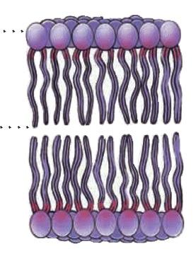 Passive Transport What sort of substances can pass through the plasma membrane?