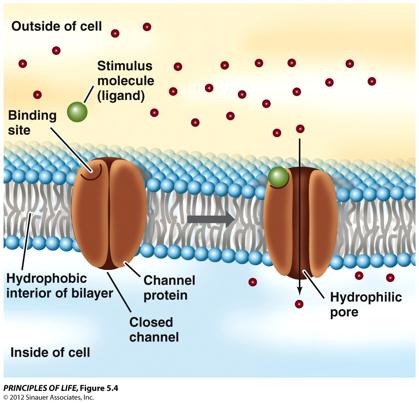 Facilitated Diffusion What about stuff (ions, sugars, amino acids) that cannot dissolve in the lipid bilayer and too large to squeeze through?