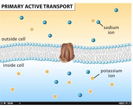 Active Transport Cells may need to move molecules against concentration gradient Like what?