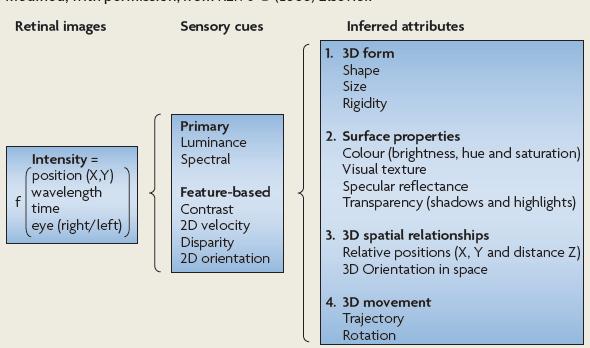 Parallel pathways from the retina to the cortex Visual input is initially encoded in the retina as a 2D distribution of intensity.