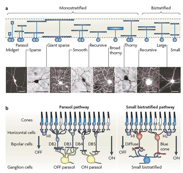 Parallel pathways from the retina to the cortex Each ganglion cell type has a distinct pattern of stratification in Inner plexiform layer (IPL) Each ganglion cell type
