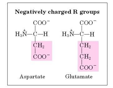3. Acidic side chains At neutral p, they are fully ionized; containing a negatively charged
