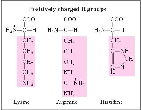4. Basic side chains Are proton acceptors Lysine and arginine are fully ionized and positively charged at physiological p.