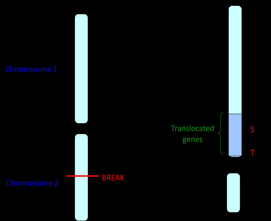 Translocation This involves a section of one chromosome breaking off and becoming attached to another chromosome that is not its matching partner