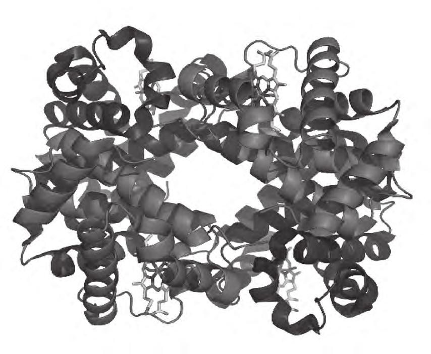 6 3 Fig. 3.1 shows a molecule of haemoglobin. α globin β globin Fig. 3.1 (a) Explain how a molecule of haemoglobin shows the four levels of organisation of protein molecules.