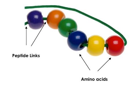 Protein Structure Classification 1. Primary Structure Amino acids are joined together by peptide links.