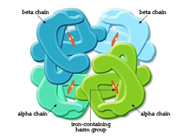 IV. THE QUATERNARY STRUCTURE Quaternary structure of haemoglobin. Many proteins consist of more than one polypeptide chain.