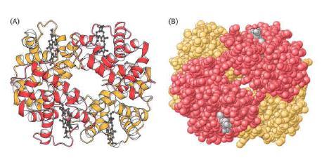 Quaternary Structure Polypeptide Chains