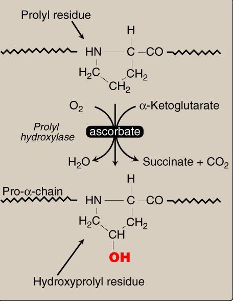 Prolin hydroxylation These hydroxylation reactions require molecular oxygen and the reducing agent vitamin