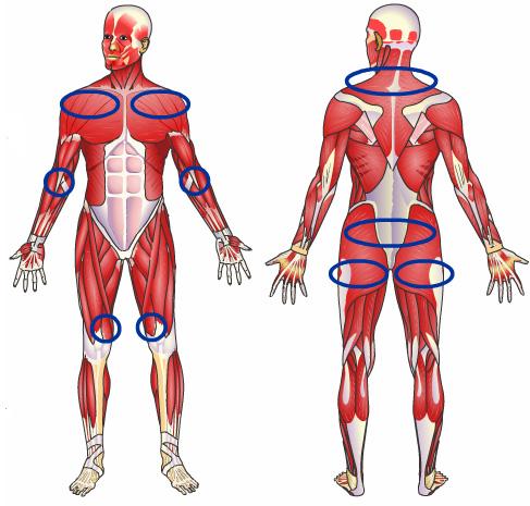 Symptoms The most common symptoms of fibromyalgia are pain throughout the body and a feeling of fatigue. The muscles affected most are usually those in the shoulders, buttocks, neck, and lower back.