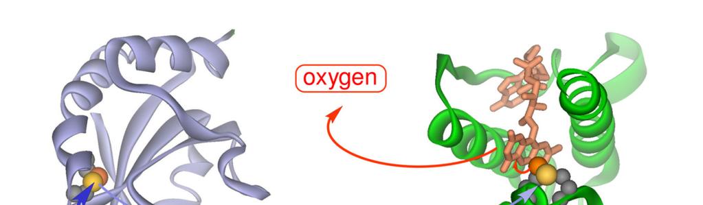 reduced proteins with concomitant reduction of oxygen to hydrogen
