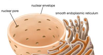 Endoplasmic reticulum The endoplasmic reticulum (ER) is organelle that forms an interconnected network of tubules,