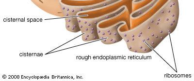 Smooth endoplasmic reticulum is responsible for synthesize lipids and steroids, metabolize carbohydrates, regulate