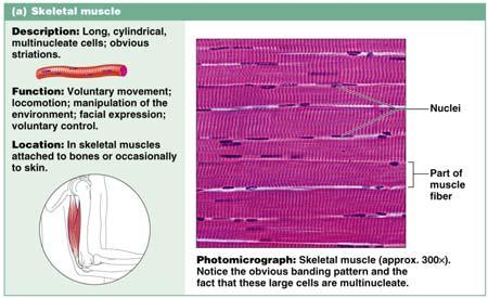 Muscle Tissue: Skeletal Muscle Tissue: Skeletal Long,
