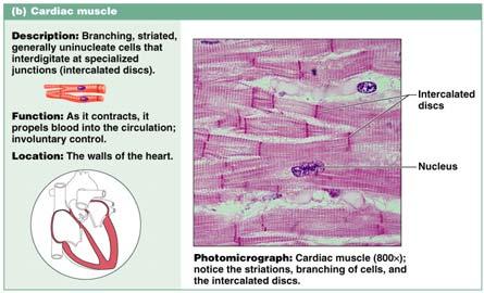 Found in skeletal muscles that attach to bones or skin