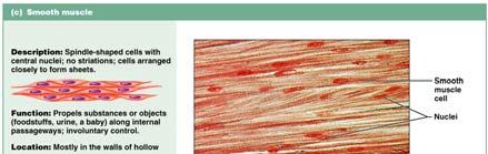 11a Muscle Tissue: Cardiac Muscle Tissue: Cardiac Branching,