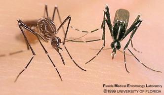 Vectors for Transmission for Dengue, Chikungunya, Zika: Aedes sp Day feeders; once infected, mosquitoes stay
