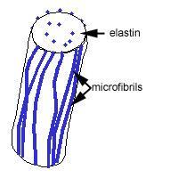 Elastic fibers Elasticity is due to elastin.