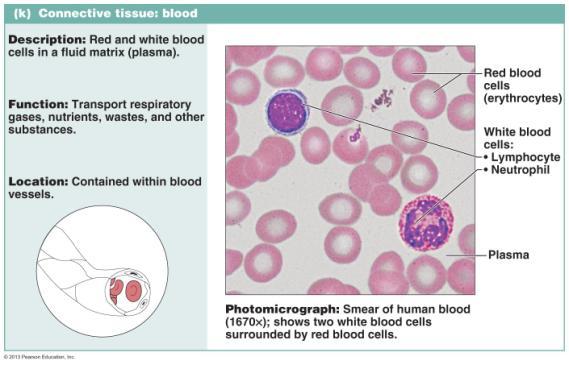 Blood (higher magnification) 16 Review Connective Tissue Proper Loose (areolar) Dense connective tissue Adipose tissue Specialized connective tissue Cartilage Hyaline (prominent lacunae)