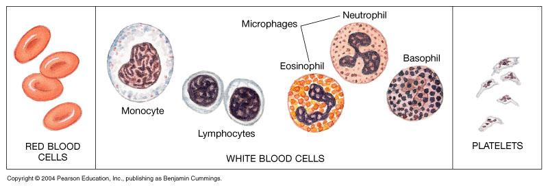 specific cell types (formed elements) Formed elements of blood RBC s(erythrocytes), WBC