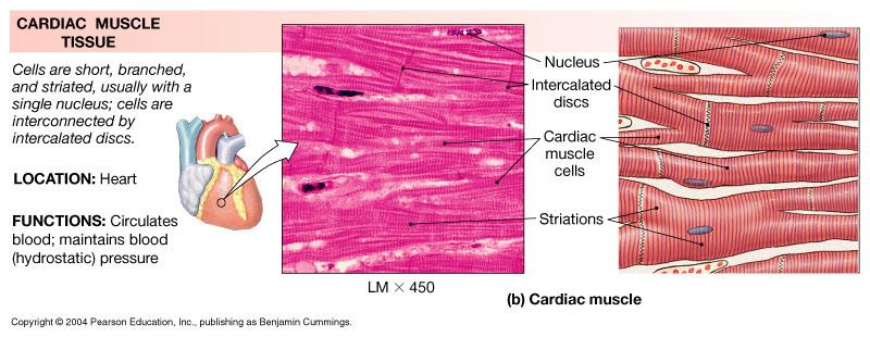 MUSCLE TISSUE Cardiocytes occur only in the heart Microscopic short cells that are