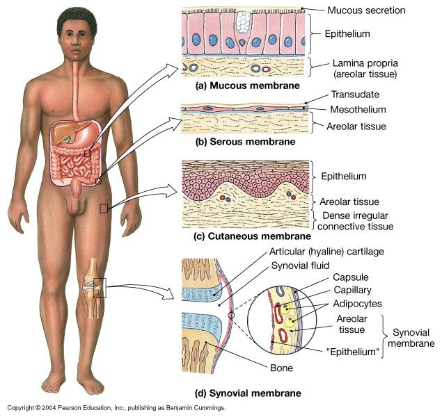 BODY SYSTEM MEMBRANES They Form barriers to protect organs They are Composed of