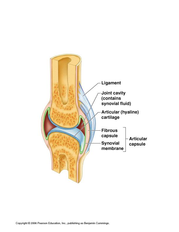 Synovial Membranes Composed out of only Connective tissue only Lines fibrous capsules surrounding joints CONNECTIVE TISSUE FRAMEWORK Layers of CT connect the organs within the dorsal and ventral body