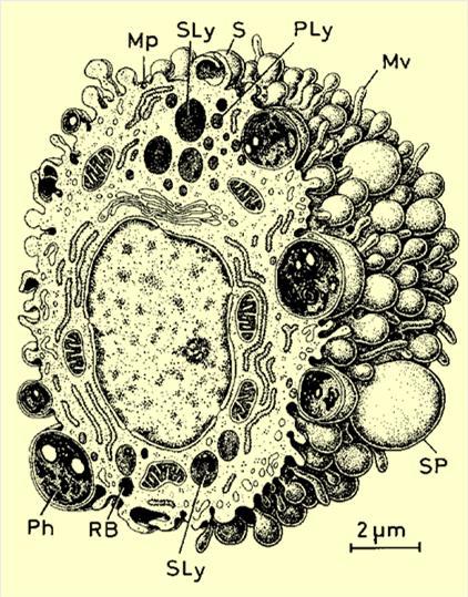 φ 10 30 µm Macrophages the Mononuclear Phagocyte System Morphological features reflect functional activity of macrophages: they have pseudopodia, only in macrophages irregular surface with