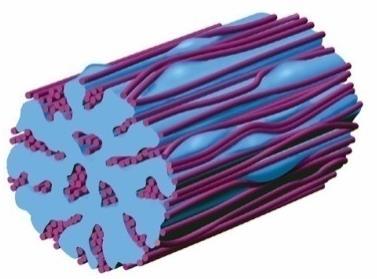 Elaunin fibers around sweet glands dermis irregular deposits of elastin between the microfibrils Elastic fibers the wall