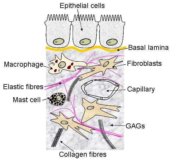 CONNECTIVE TISSUES They have the same origin mesenchyme and the same structure (cells and extracellular matrix) Unlike epithelial cells, connective tissue cells are widely