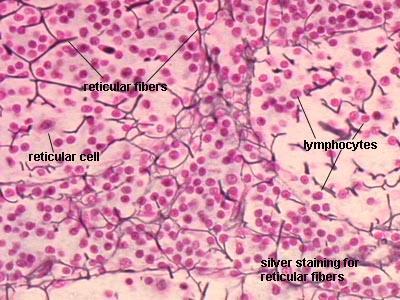nodes, spleen), and envelops certain cells
