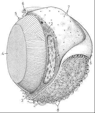 Unilocular (common or yelow) adipose tissue φ 50 150 µm