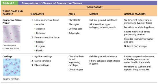primary tissues Major functions: binding and support, protecting, insulating,