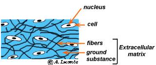 is highly vascularized) Cells are suspended/embedded in