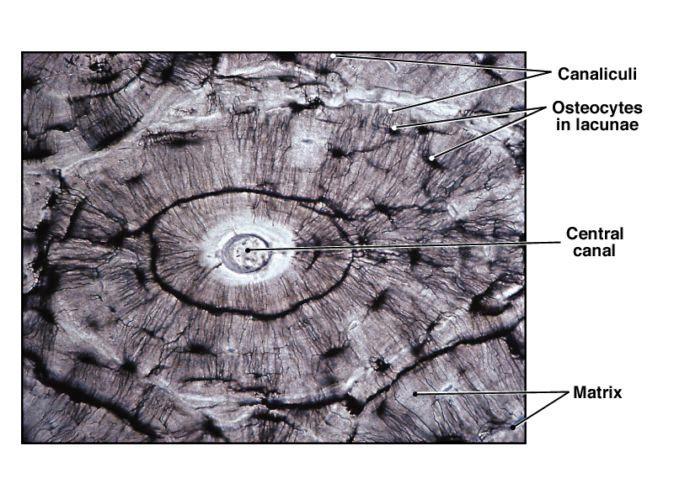 Fibers; collagen Osteocytes Cells of osseous tissue Make collagen and