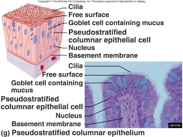 Epithelia VI) pseudostratified- respiratory All the cells begin on the basal side, few reach the surface; Ciliated. Respiratory tract- trachea, bronchial tubes, etc. Connective tissue (CT)!